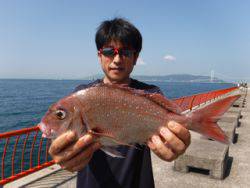平磯海づり公園でマダイ釣り