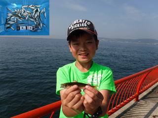 神戸市立平磯海づり公園　アジ　95匹！