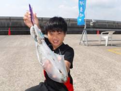 神戸市立平磯海づり公園 パープル系のエギでアオリイカ