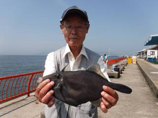 神戸市立平磯海づり公園 胴突仕掛で良型ウマ…