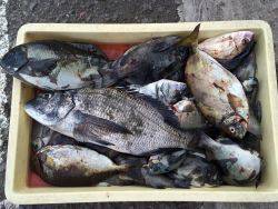 和歌山マリーナシティ海釣り公園　チヌ、グレほか