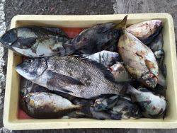 和歌山マリーナシティ海釣り公園　チヌ、グレ…