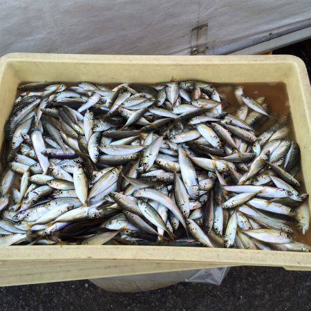 和歌山マリーナシティ海釣り公園　豆アジ52…