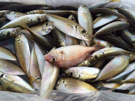和歌山マリーナシティ海釣り公園　豆アジ好調…