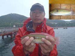 神戸市立須磨海づり公園　ベラ　記録賞！