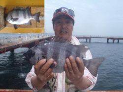 神戸市立須磨海づり公園　イシダイ　記録賞！…