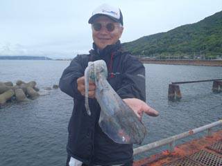 神戸市立須磨海づり公園　エギングでアオリイ…