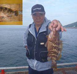 神戸市立須磨海づり公園　アコウ　記録賞！　29.2ｃｍ