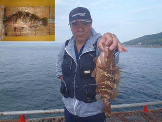 神戸市立須磨海づり公園　アコウ　記録賞！　…