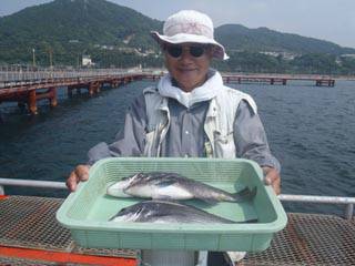 神戸市立須磨海づり公園　落し込みでチヌ