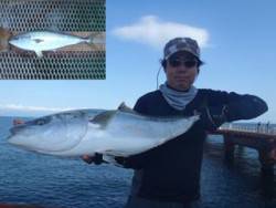 神戸市立須磨海づり公園　ブリ　記録賞！ 	89.0cm