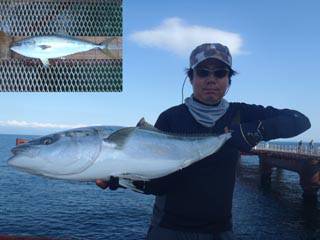 神戸市立須磨海づり公園　ブリ　記録賞！ 	…