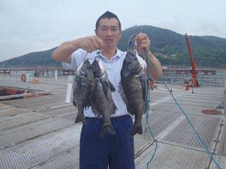 神戸市立須磨海づり公園　落し込みでチヌ