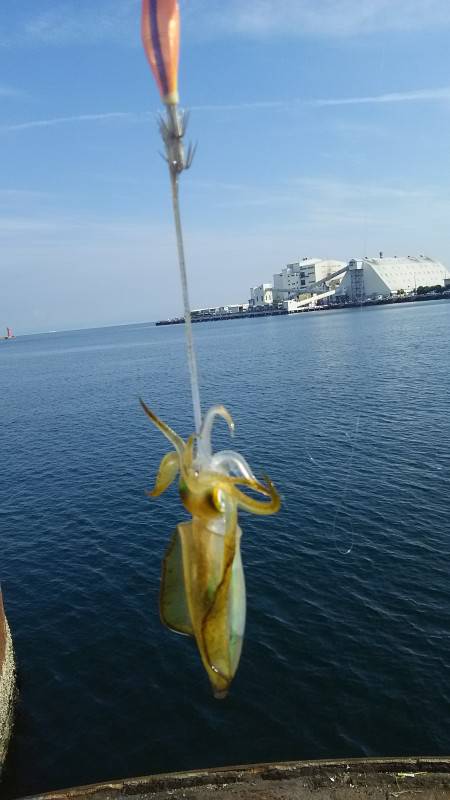 食品コンビナートでアオリイカ新子調査