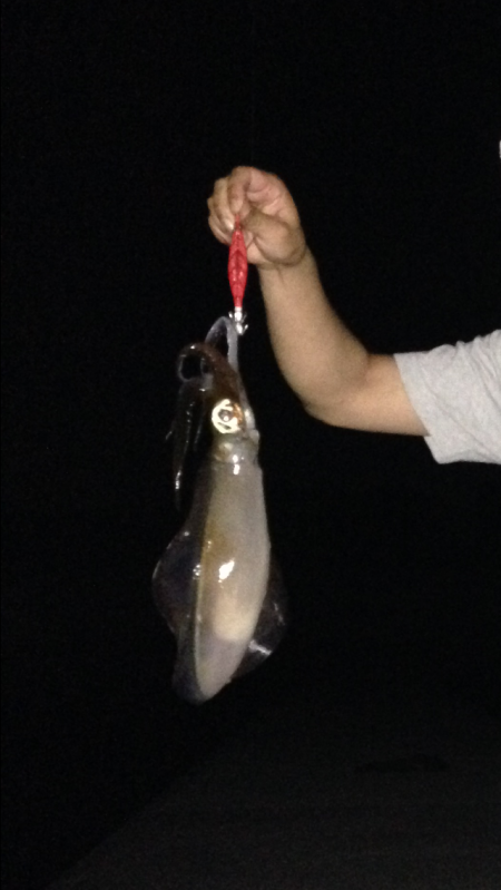 エギング初心者