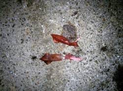 大蔵海岸でケンサキイカ36杯&イワシ72匹