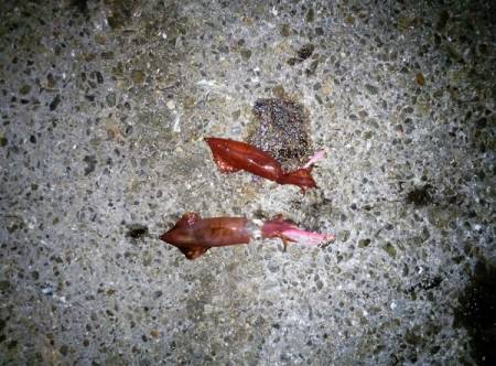 大蔵海岸でケンサキイカ36杯&イワ…