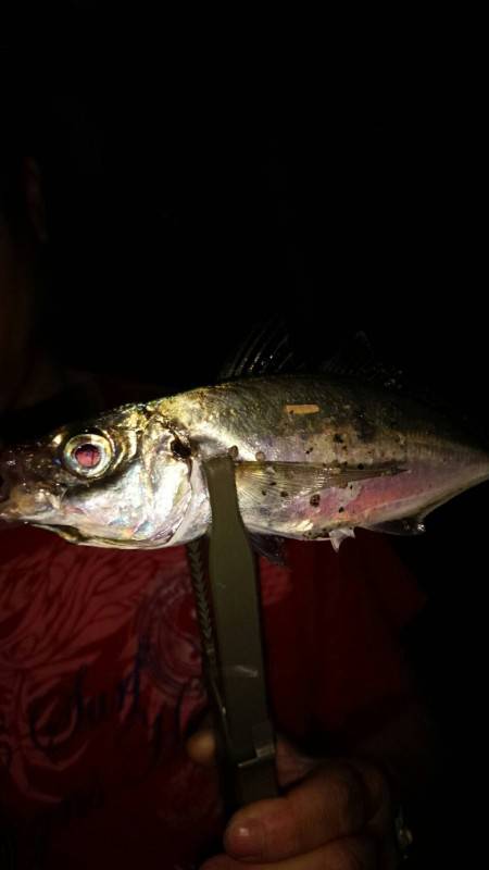 アジングで良型