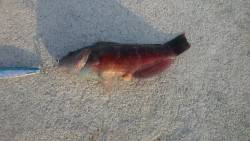 今日は青物留守かな？