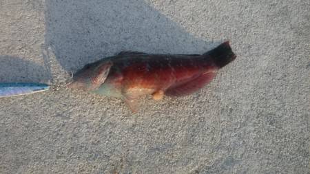 今日は青物留守かな？