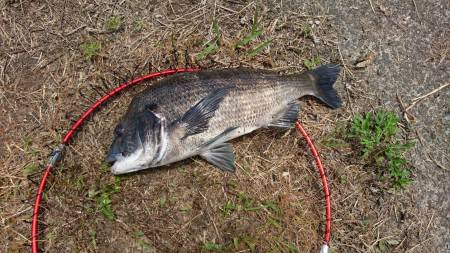 久々の投稿です！