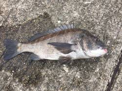 一昨日はボウズだったけど…