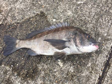 一昨日はボウズだったけど…