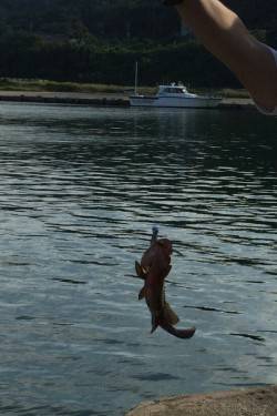 ロックフィッシュ