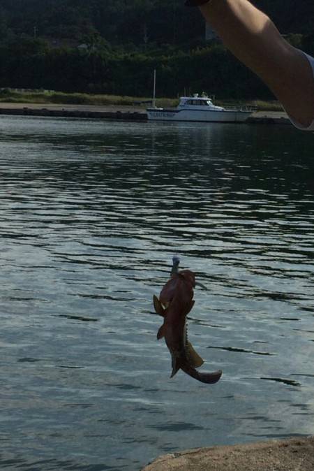 ロックフィッシュ