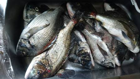 前回に引き続き爆釣！