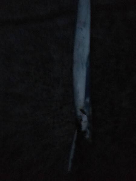 サーベル 朝マズメ編