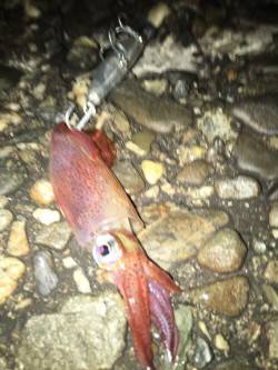 シーバス狙いが…。