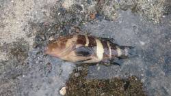 いろいろ釣れたよ