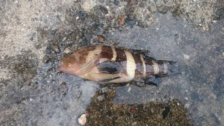 いろいろ釣れたよ