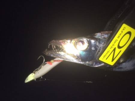 和歌山タチウオ・・・