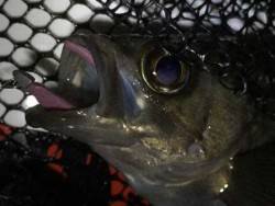 梅雨メバルを求めて