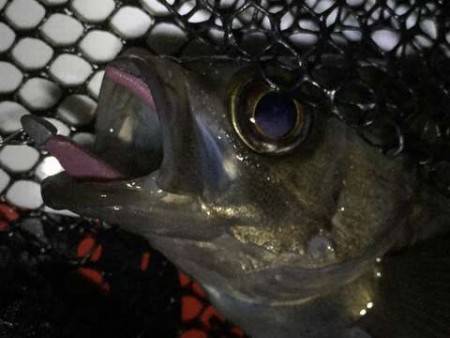 梅雨メバルを求めて