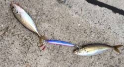 ジグサビキでサバ!アジ!