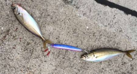 ジグサビキでサバ！アジ！