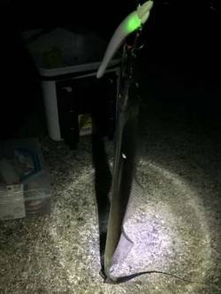 淡路ペラタチ釣行