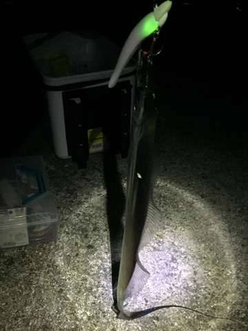 淡路ペラタチ釣行