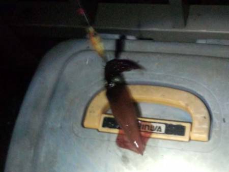 大蔵海岸、ケンサキイカ好調