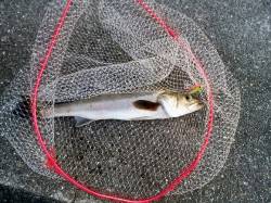 大蔵海岸 アイマ ソルトスキマーでシーバス！