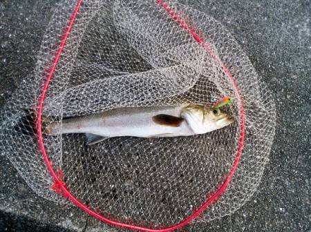 大蔵海岸 アイマ ソルトスキマーでシーバス…