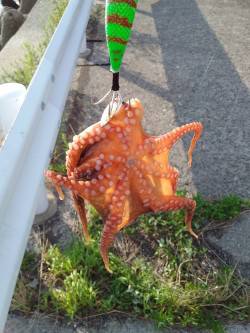 今日もたこ！タコ！蛸！