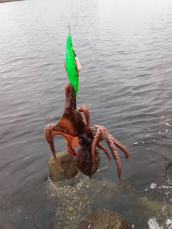 飽きもせず、たこ、タコ、蛸！