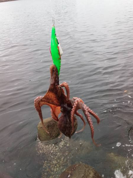 飽きもせず、たこ、タコ、蛸！