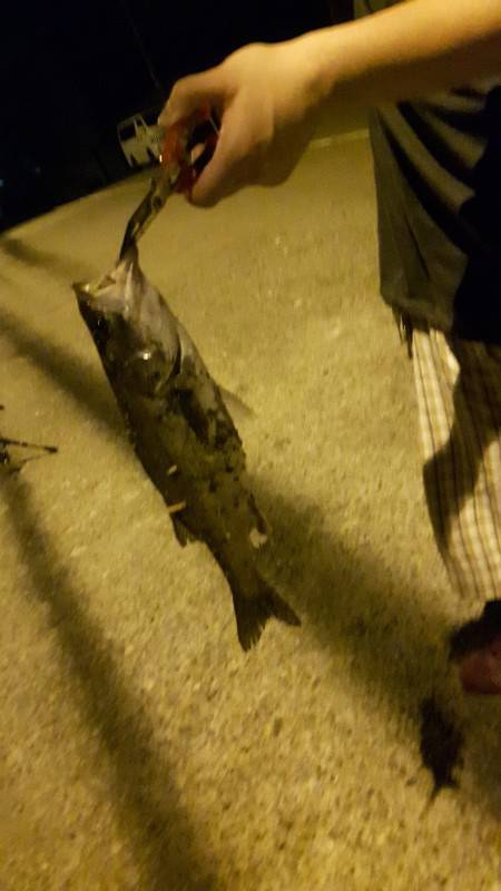 あじんぐのはずが