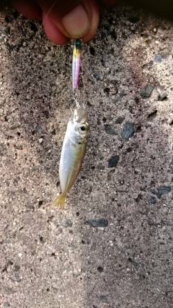 毎週必ず釣れてます