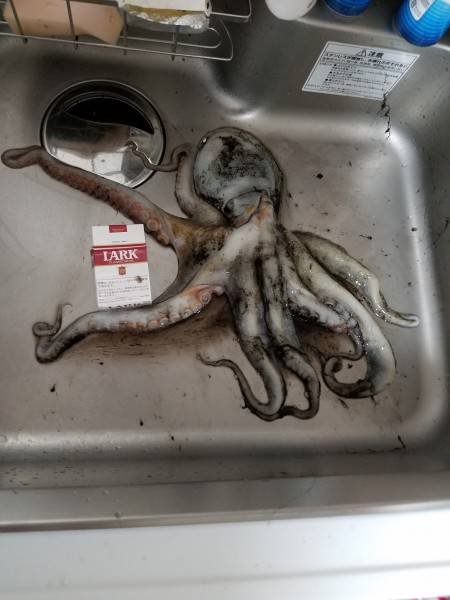 雨の中粘って釣った一匹